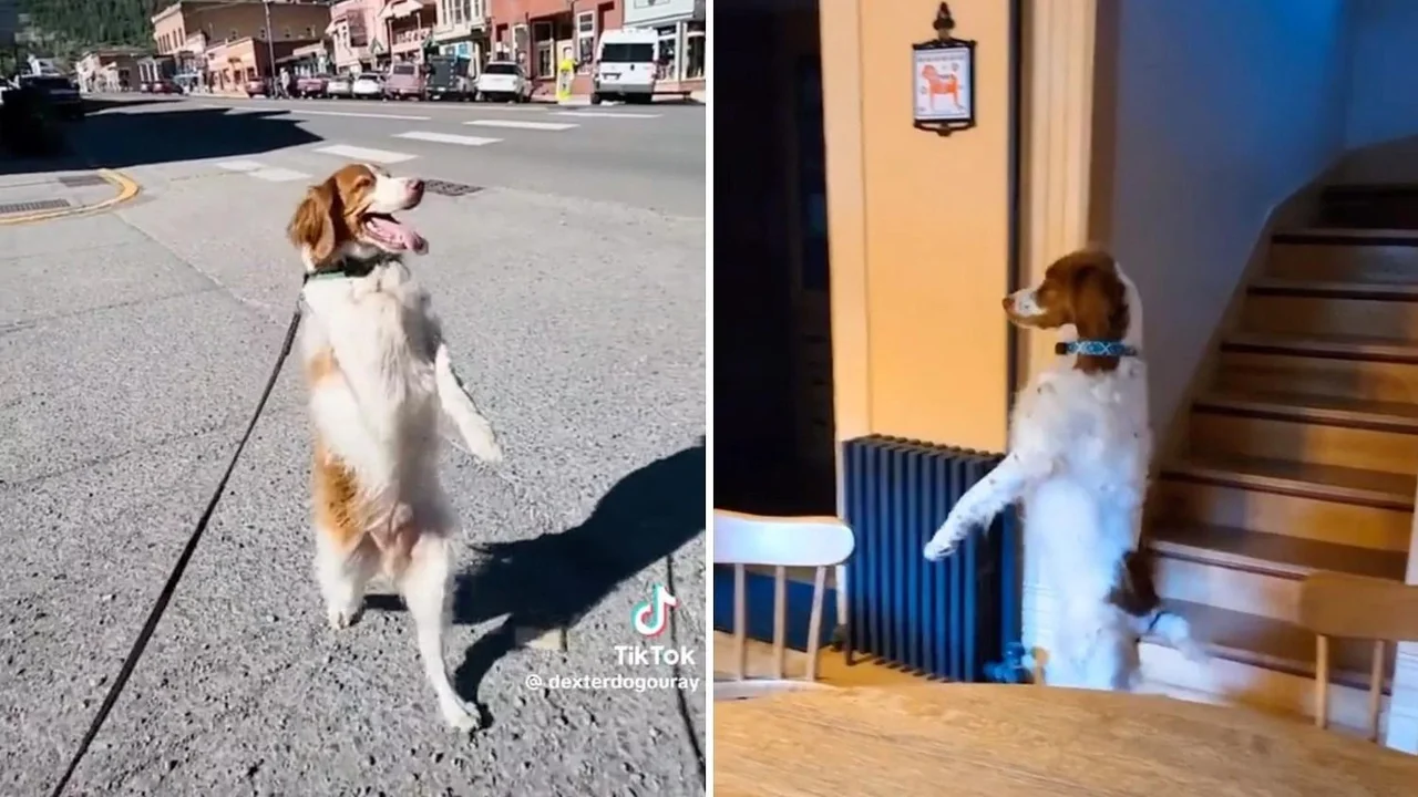 perro, mascotas, caninos