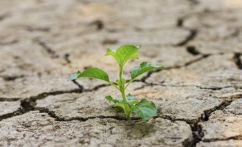 Histórico: el nuevo método que le permitirá a las plantas sobrevivir a las sequías | Plantas