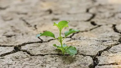 Qué pasó con el estudio científico que descubrió cómo hacer que las plantas sean más resistentes a la sequía. Qué pasó con el estudio científico que descubrió cómo hacer que las plantas sean más resistentes a la sequía.