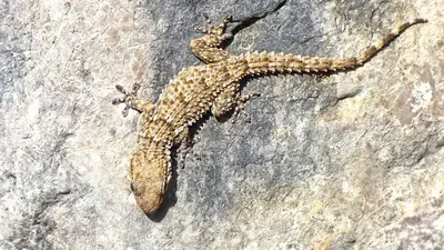 Lagartijas. Lagartijas.