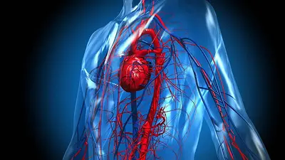 Un pequeño órgano "olvidado" del cuerpo es el responsable de predecir el riesgo de enfermarse y morir, según un estudio de Harvard Un pequeño órgano "olvidado" del cuerpo es el responsable de predecir el riesgo de enfermarse y morir, según un estudio de Harvard