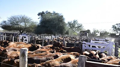 Insfrán encabezó la apertura del 9° Remate de Invernada de Productores: "El productor unido es verdaderamente fuerte" Insfrán encabezó la apertura del 9° Remate de Invernada de Productores: "El productor unido es verdaderamente fuerte"
