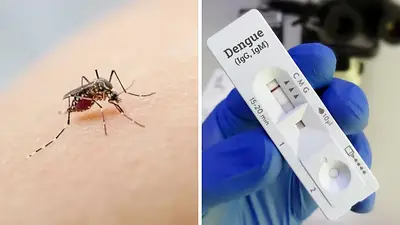Cómo funciona el test de dengue aprobado por ANMAT. Cómo funciona el test de dengue aprobado por ANMAT.
