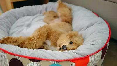 Perro acostado. Perro acostado.