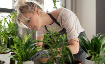 Las 3 plantas que son un imán de dinero y buena suerte | Curiosidades