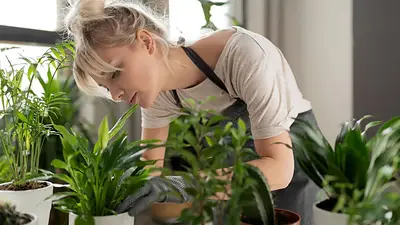 Plantas jardinería Plantas jardinería