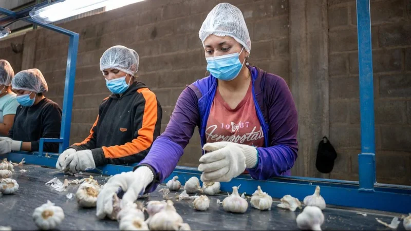 Imagen de la producción de ajo en La Rioja