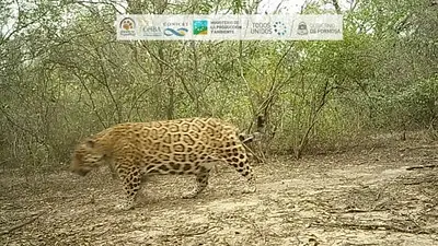 Foto de un nuevo yaguareté Foto de un nuevo yaguareté