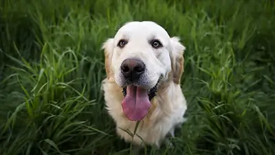 Perro feliz. Perro feliz.