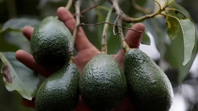 Aranceles de Trump podrían subir precios de comida y licores: desde carne hasta aguacates y tequila Aranceles de Trump podrían subir precios de comida y licores: desde carne hasta aguacates y tequila