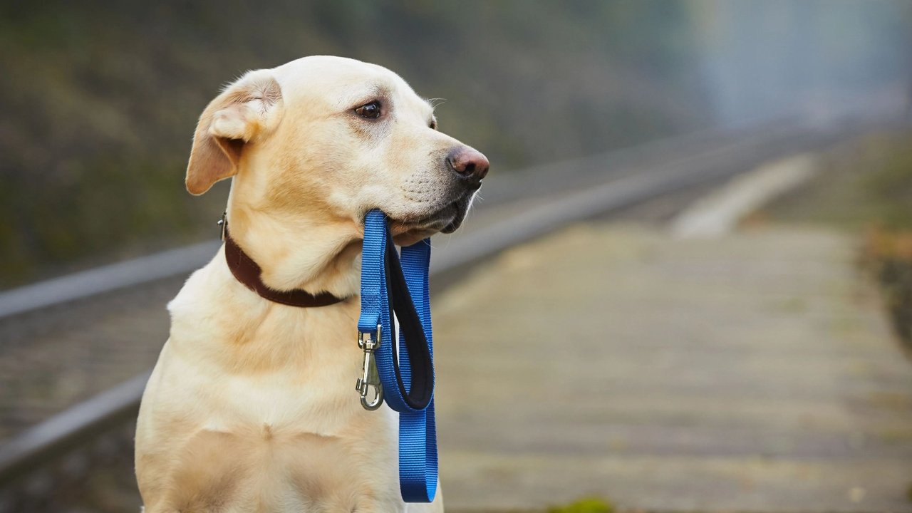 Perro perdido