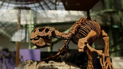 Heces y vómitos fosilizados ofrecen pruebas que explican la supremacía de los dinosaurios Heces y vómitos fosilizados ofrecen pruebas que explican la supremacía de los dinosaurios