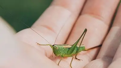 grillo, grillos, buena suerte, insectos grillo, grillos, buena suerte, insectos