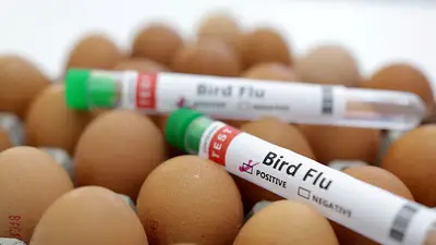 La OMS pide una mayor vigilancia de la gripe aviar H5N1 entre los animales La OMS pide una mayor vigilancia de la gripe aviar H5N1 entre los animales