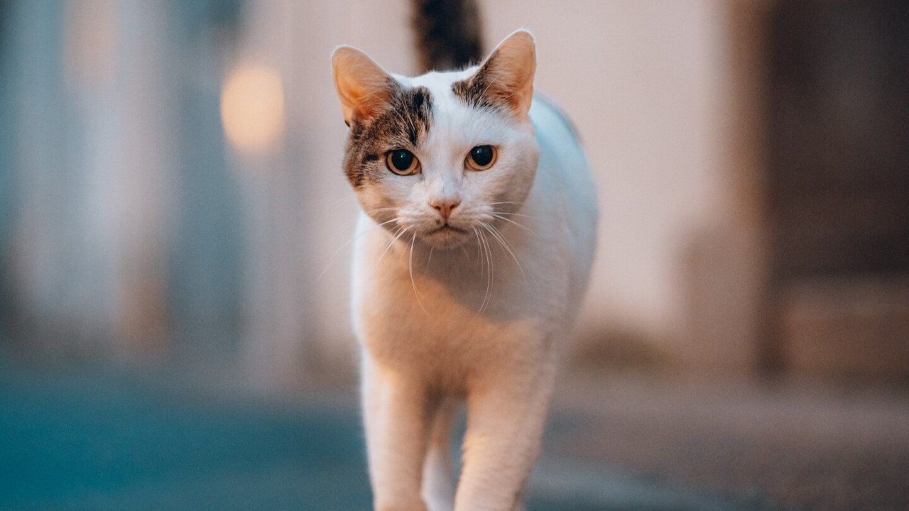 Gato.