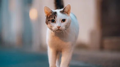 Gato. Gato.