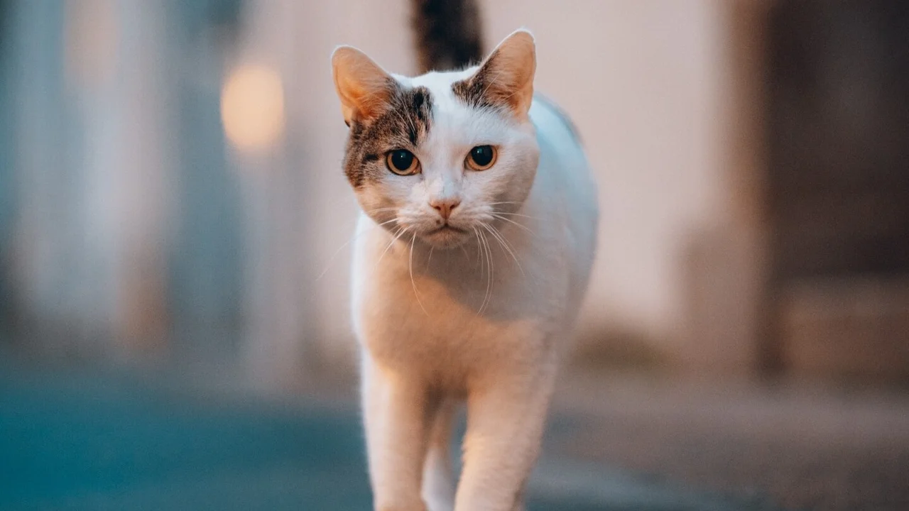 Gato.