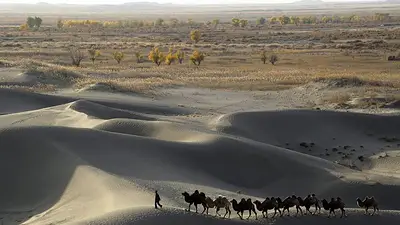 China completa un cinturón verde de 3.000 km alrededor de su mayor desierto: medios estatales China completa un cinturón verde de 3.000 km alrededor de su mayor desierto: medios estatales