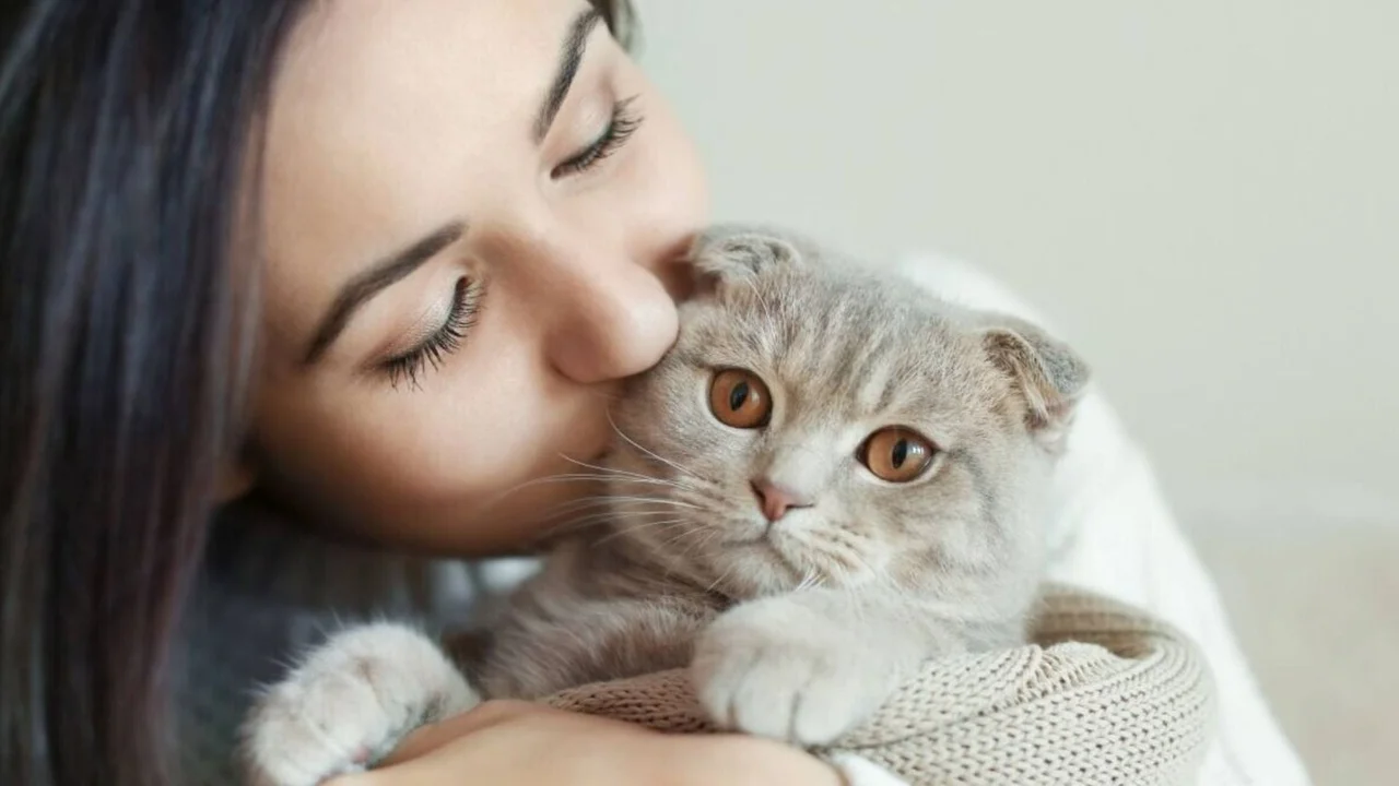 Gatos