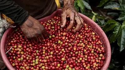Costa Rica aumenta en octubre exportaciones de café un 79% interanual Costa Rica aumenta en octubre exportaciones de café un 79% interanual
