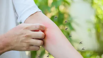 Mosquitos Mosquitos