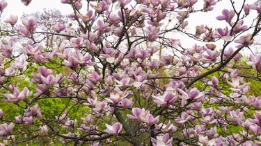 El árbol perfecto que crece en maceta y es ideal para espacios reducidos: sus flores emanan un fuerte perfume