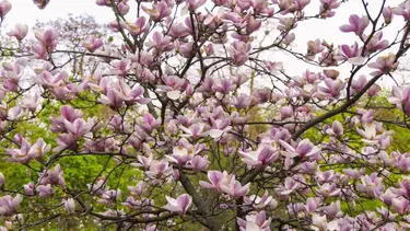 El árbol perfecto que crece en maceta y es ideal para espacios reducidos: sus flores emanan un fuerte perfume