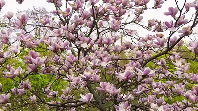 El árbol perfecto que crece en maceta y es ideal para espacios reducidos: sus flores emanan un fuerte perfume El árbol perfecto que crece en maceta y es ideal para espacios reducidos: sus flores emanan un fuerte perfume