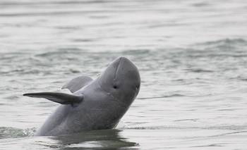 Es el animal más tierno del mundo, pero está a punto de extinguirse | Curiosidades