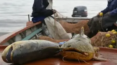 Suspenden por un año la exportación de pescado en Santa Fe: cuáles son las razones de la medida Suspenden por un año la exportación de pescado en Santa Fe: cuáles son las razones de la medida