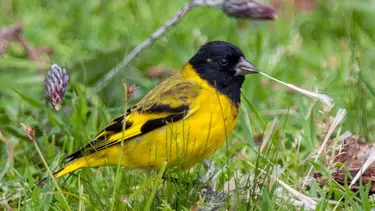 Lo vas a escuchar más en primavera: el pájaro que tiene un canto musical que aparece en esta época