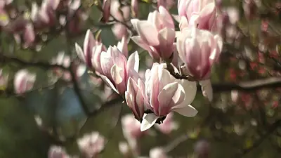 El árbol con flores que es perfecto para ambientes chicos El árbol con flores que es perfecto para ambientes chicos