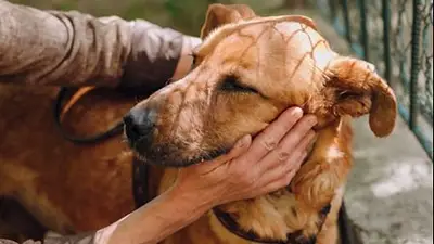 perros viejos. perros viejos.