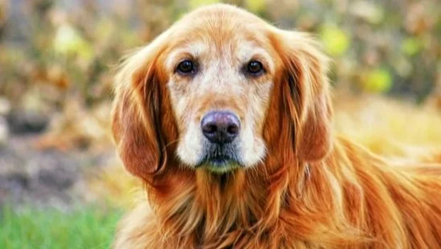 Descansar en paz con tu mascota: el innovador proyecto sobre las tumbas en Argentina | Animales