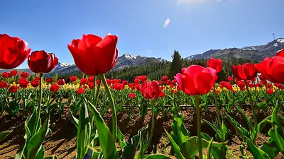 Tulipanes Neuquén. Tulipanes Neuquén.