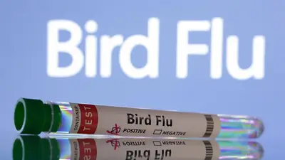 España ordena el confinamiento de aves de corral ante el riesgo de gripe aviar España ordena el confinamiento de aves de corral ante el riesgo de gripe aviar