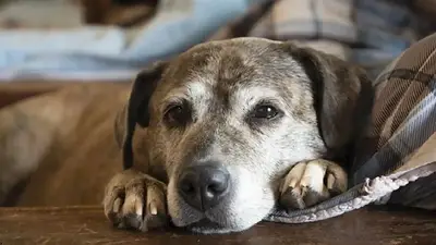 Perro adulto Perro adulto