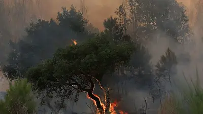 Los bosques debilitados están acabando con las ambiciones climáticas de Europa Los bosques debilitados están acabando con las ambiciones climáticas de Europa
