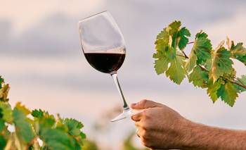 Asombro por el vino argentino del año que sale menos de $50.000 | Vinos