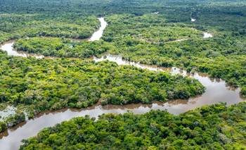 Murió el "pulmón del planeta": qué sucedió con el oxígeno del Amazonas | Ciencia 