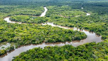 Murió el "pulmón del planeta": qué sucedió con el oxígeno del Amazonas