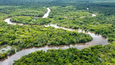 Murió el "pulmón del planeta": qué sucedió con el oxígeno del Amazonas