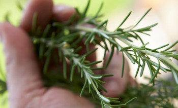 Dónde ubicar una planta de romero para atraer riqueza, según el Feng Shui | Tendencias