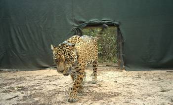Desesperada búsqueda de Acaí, la yaguareté liberada en El Impenetrable | Animales