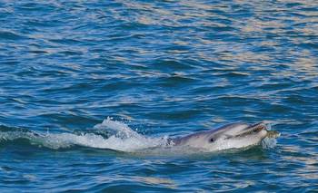 El delfín Mimmo deleita a los turistas de Venecia, pero preocupa a los expertos | Italia