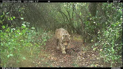 Esperanza en la selva: una yaguareté fue captada con dos nuevas crías en Iguazú Esperanza en la selva: una yaguareté fue captada con dos nuevas crías en Iguazú