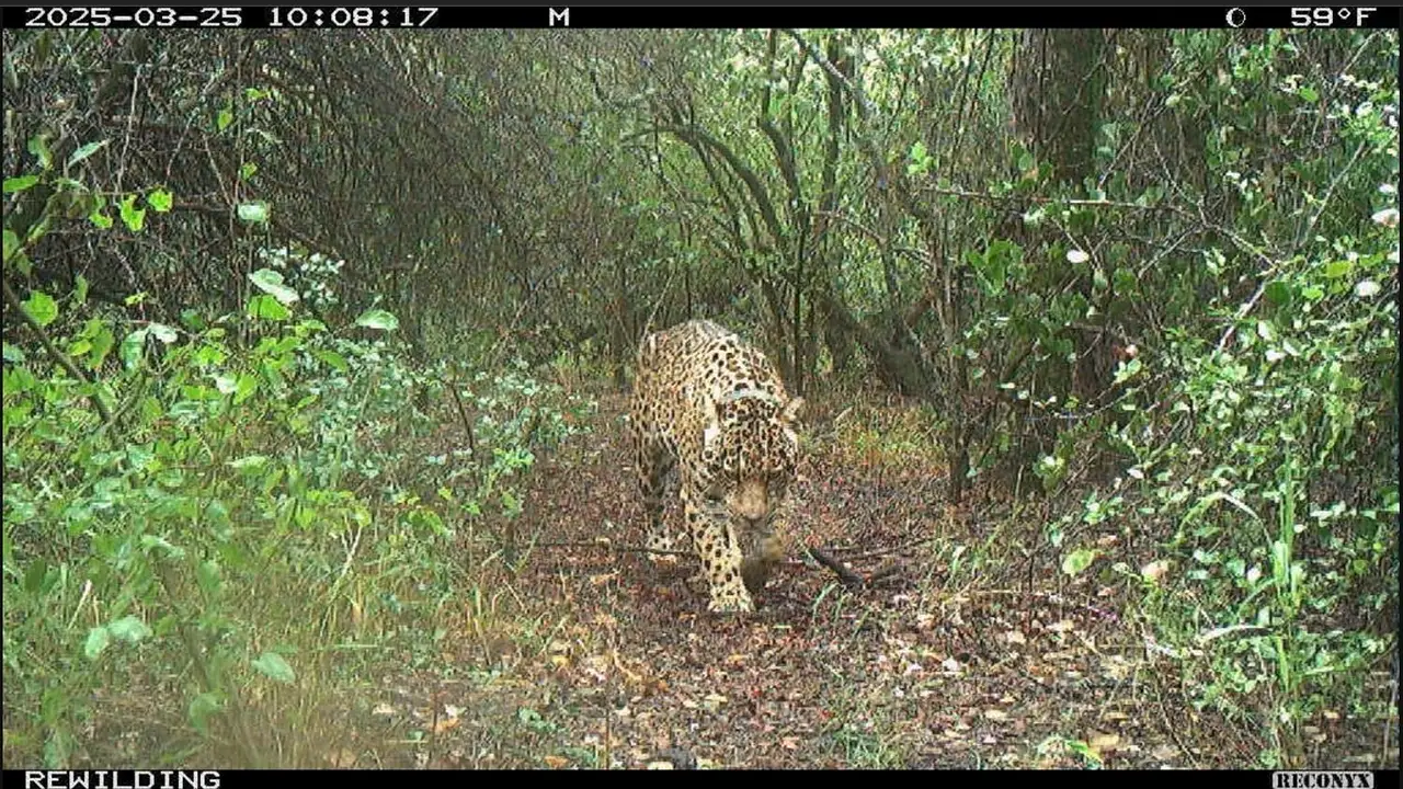 Esperanza en la selva: una yaguareté fue captada con dos nuevas crías en Iguazú