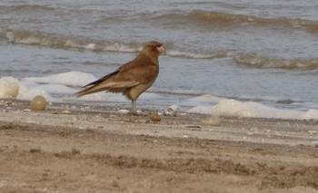 En 20 años invadieron la ciudad: el pájaro que llegó a Mar del Plata de forma "sorpresiva" | Curiosidades