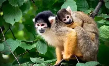 Un estudio en mamíferos halló que las especies cooperativas tienen menores tasas de cáncer | Ciencia 