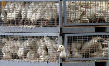 Uruguay declaró la emergencia sanitaria nacional por gripe aviar  | Gripe aviar